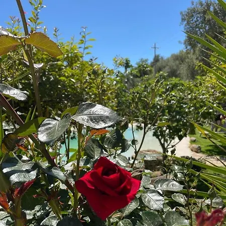 Il Primo Fiore Noto