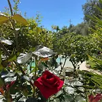 Il Primo Fiore Noto